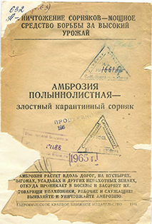 Амброзия полыннолистная - злостный карантинный сорняк